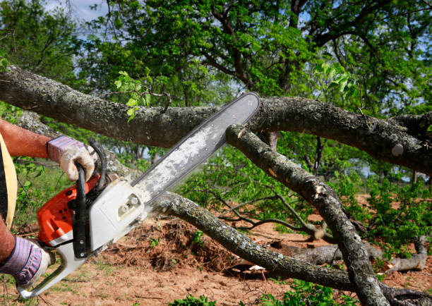 Best Tree Pruning Services  in Arroyo Seco, NM